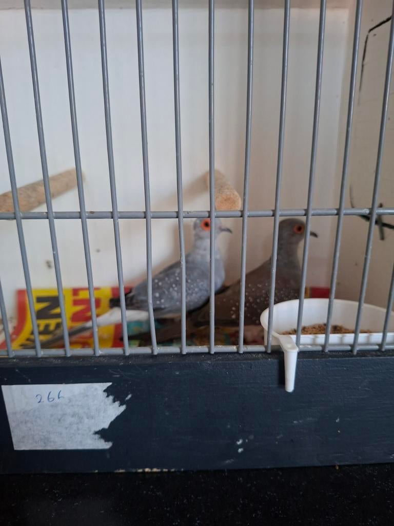 Mooie Diamant Duiven te koop, Meerdere dieren
