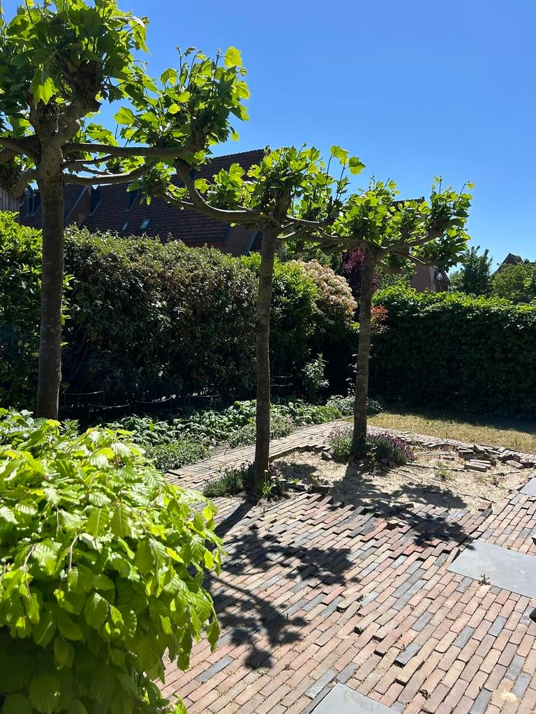 Drie dakplatanen, Ophalen, Bloeit niet, Volle zon, Overige soorten