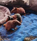 Skinny baby cavia’s (1 zeugje & 1 beertje) – Woonkameropfok, Dieren en Toebehoren, Maart, Meerdere dieren, Cavia