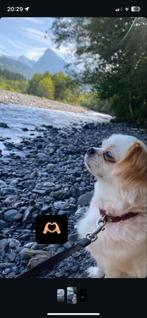 OPPAS GEZOCHT, Dieren en Toebehoren, September, Vrouwelijk