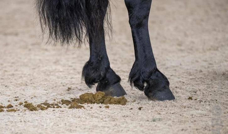 PAARDEN MEST OPHALEN / AFVOEREN, Dieren en Toebehoren, Paarden en Pony's | Overige Paardenspullen, Ophalen