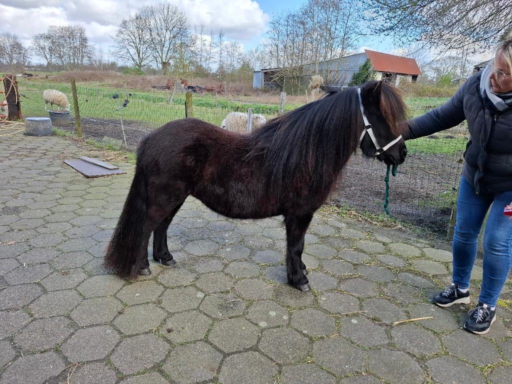 3 jarige zwarte merrie van 98 cm Shetlander, Dieren en Toebehoren, Merrie