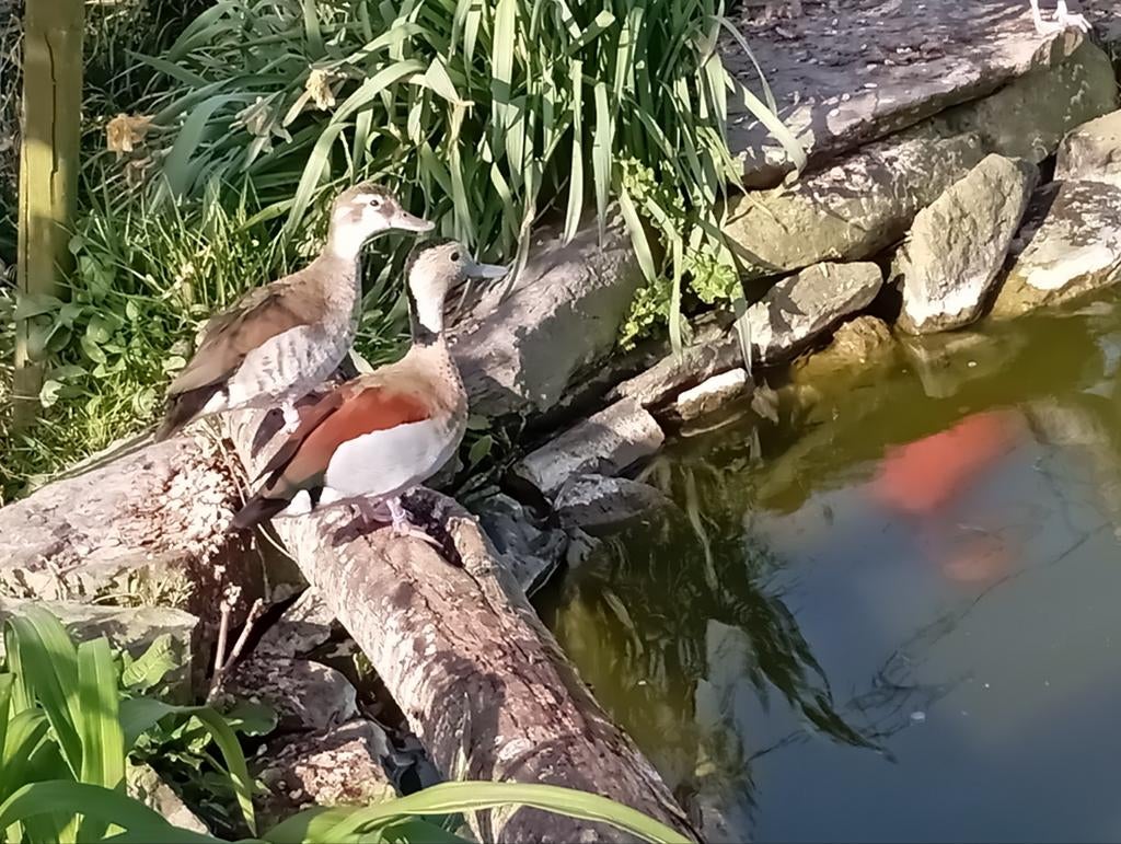 Eendjes, Dieren en Toebehoren, Pluimvee, Meerdere dieren, Eend