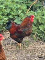 Wyandotte goud zwartgezoomde haan AANGEBODEN/GEVRAAGD/RUILEN, Dieren en Toebehoren, Pluimvee, Mannelijk, Kip