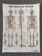 Poster Menselijk Skelet Anatomie - Educatief en Decoratief, Ophalen, A1 t/m A3, Overige onderwerpen, Rechthoekig Staand