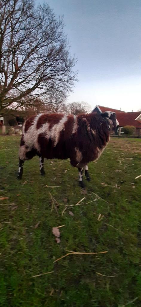 Dekram te huur, Mannelijk, Schaap, 0 tot 2 jaar