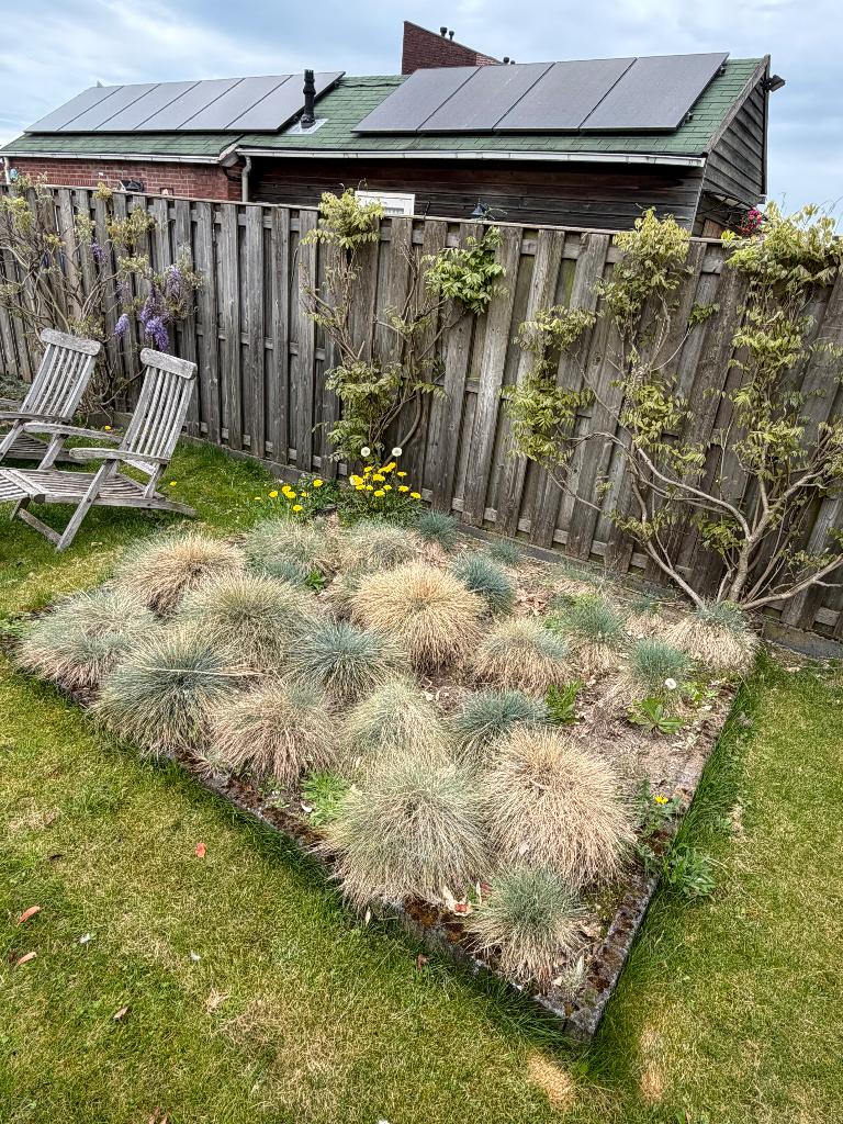 Grassoort, gratis, Ophalen, Overige soorten, Struik, Minder dan 100 cm