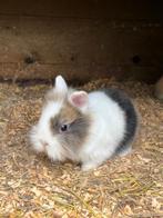 4 lieve baby vos dwerg konijnen, Dieren en Toebehoren, Konijnen, Meerdere dieren, Middelgroot, 0 tot 2 jaar