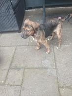 Een lieve pup amerikaanse bulldog/herder, Dieren en Toebehoren, 8 tot 15 weken, Teef, Eén hond, Herder