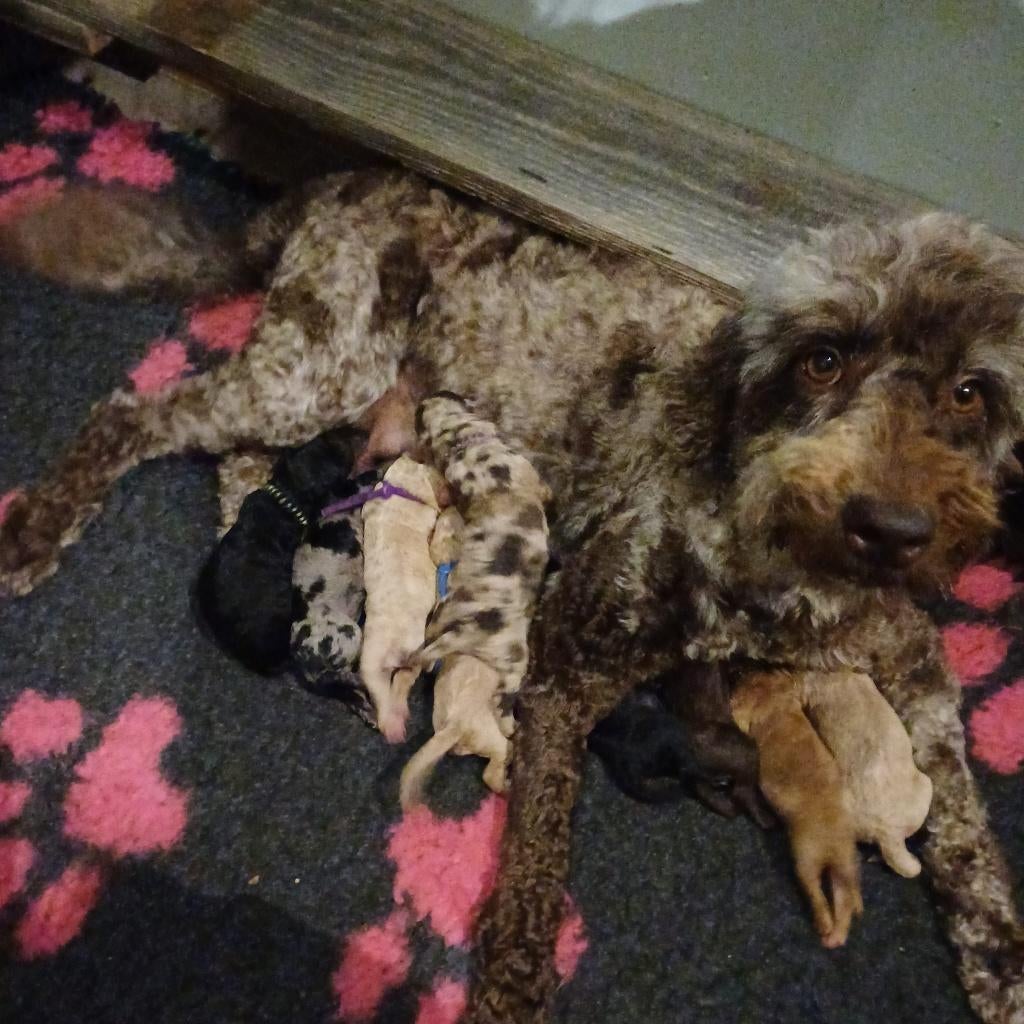 Verwacht nestje Labradoodles van bewezen gouden koppel, Dieren en Toebehoren, Parvo, Overige rassen, 8 tot 15 weken, Meerdere