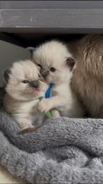 Prachtige Ragdoll kittens zoeken goude mandje!, Dieren en Toebehoren, Katten en Kittens | Raskatten | Langhaar, Meerdere dieren
