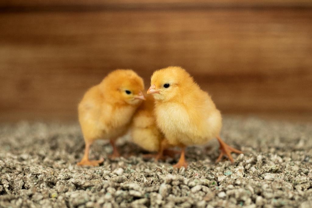 New Hampshire kriel kippen kuikens | Gesekst en Ingeënt, Vrouwelijk, Kip