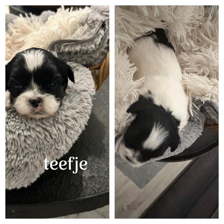 Boomer & Pekinees, Dieren en Toebehoren, Honden | Chihuahua's en Gezelschapshonden, Meerdere dieren, Overige rassen, Particulier