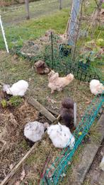 Broedeieren usa Zijdehoen, Dieren en Toebehoren, Pluimvee, Geslacht onbekend, Kip