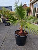 Washingtonia robusta, Ophalen, Overige soorten, Volle zon