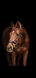 Bruin anatomisch hoofdstel Cob Eric Thomas, Dieren en Toebehoren, Paarden en Pony's | Hoofdstellen en Tuigage, Ophalen of Verzenden