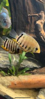 Heros Sp rotkeil, Vis