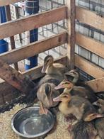 Jonge loopeenden te koop, Dieren en Toebehoren, Meerdere dieren, Eend