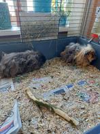 2 Cavia , beertjes, incl. kooi, etc., Cavia, Mannelijk, Tam, Oktober