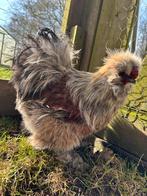 USA zijdehoen haan, Dieren en Toebehoren, Pluimvee, Mannelijk, Kip