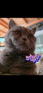 Britse korthaar kittens, Dieren en Toebehoren, Katten en Kittens | Raskatten | Korthaar, Ontwormd