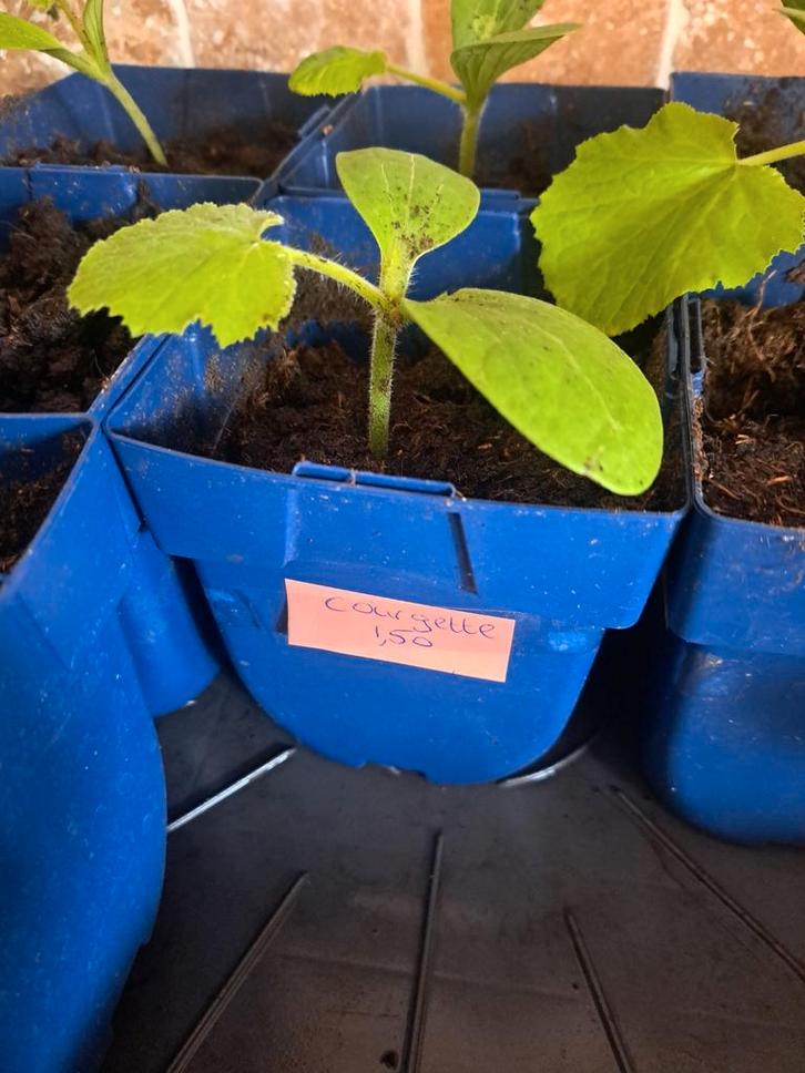 Courgette plant stekjes groentetuin fruit zaaien, Tuin en Terras, Overige Tuin en Terras, Nieuw, Ophalen
