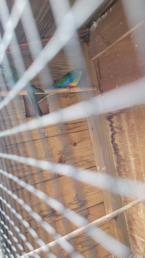 Turquosine parkiet man gezocht - ruilen voor pop, Dieren en Toebehoren, Mannelijk, Parkiet