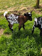 Mooi jong bruinstippel dwerg bokje., Dieren en Toebehoren, Mannelijk, Geit