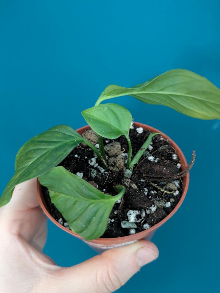 Monstera Obliqua Xanthospatha stekjes en jong plantje, Huis en Inrichting, Kamerplanten, Ophalen of Verzenden, Halfschaduw, Minder dan 100 cm