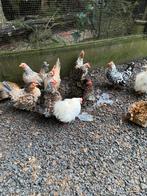 Gezocht serama hennen, Dieren en Toebehoren, Vrouwelijk, Kip