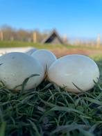 Broedeieren kwakers, Geslacht onbekend, Kip