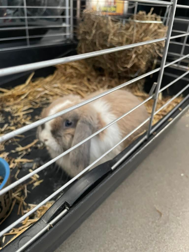 Prachtig jong NHD konijntje te koop met blauwe ogen, Dieren en Toebehoren, Konijnen, Mannelijk