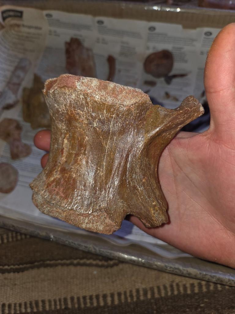 Sauropode wervel uit Kemkem, Ophalen of Verzenden, Fossiel