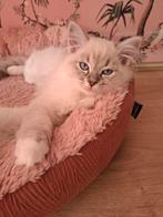 Ragdoll poesje met stamboom, Poes, Gechipt