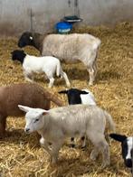 2 fleslammeren ruim 4 weken oud, Vrouwelijk, Schaap