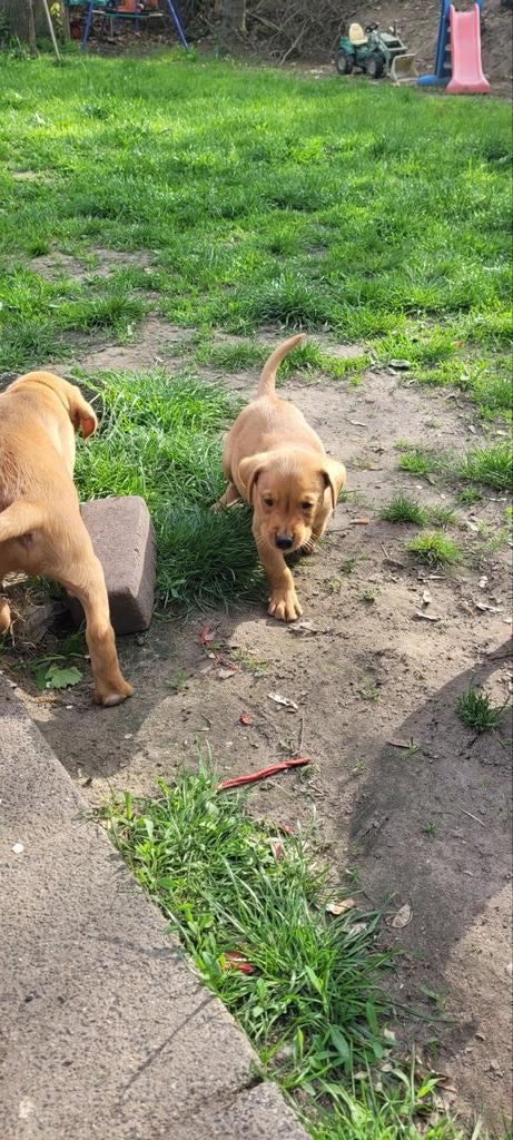Labrador retriever pups.   (8 weken oud), Dieren en Toebehoren, HCC (leverziekte), 8 tot 15 weken, Labrador retriever, Meerdere