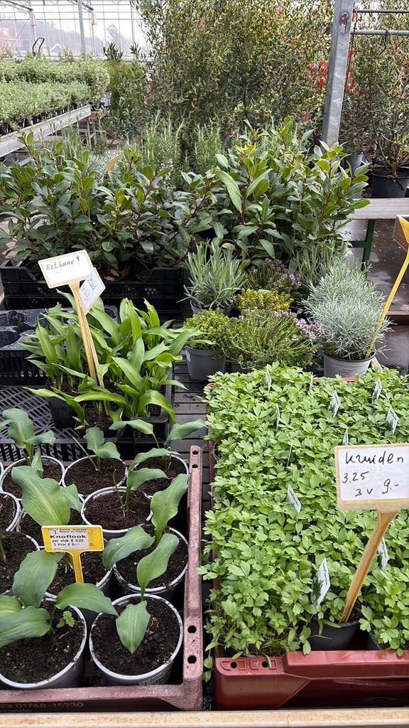 Kruidenplanten citroen verbena, Ophalen, Overige soorten, Volle zon