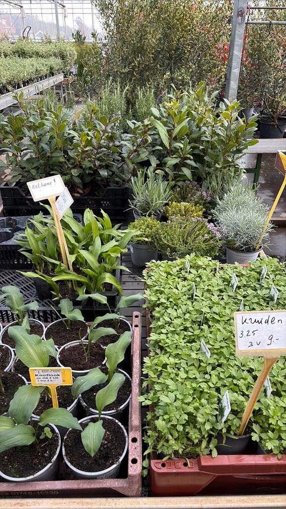 Kruidenplanten citroen verbena, Tuin en Terras, Planten | Tuinplanten, Overige soorten, Volle zon, Ophalen