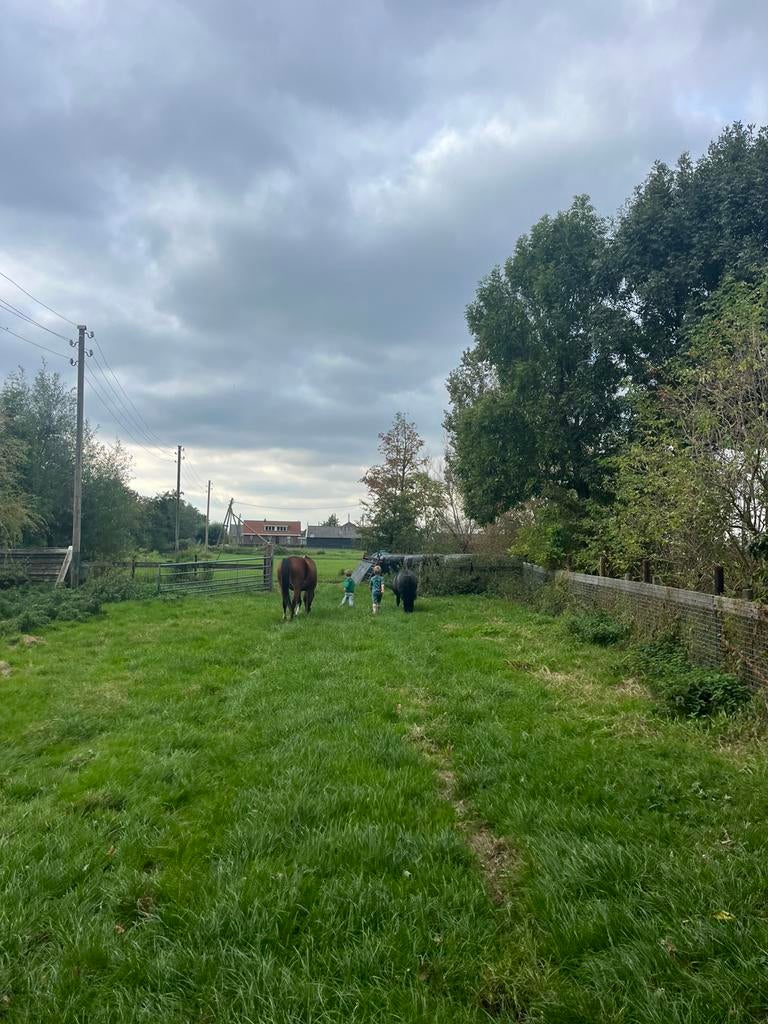 Zomer Weidegang te huur (Reeuwijk, ZH), Weidegang