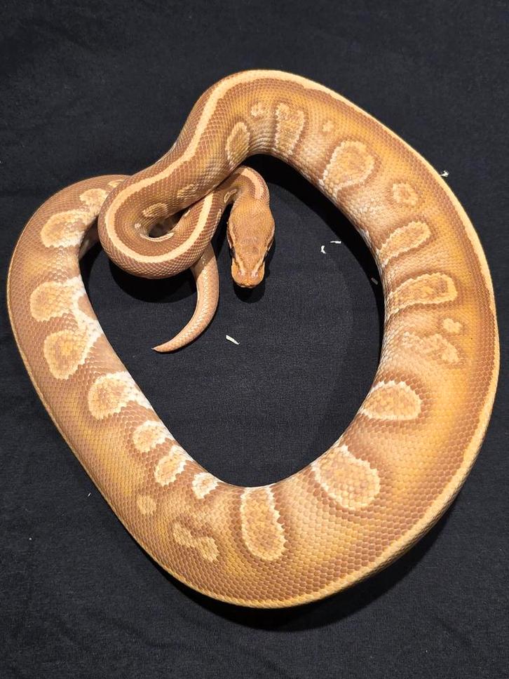 1.0 stranger ultramel ball python Ball Python - male for sale from martijn