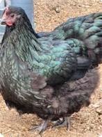 Gevraagd Australorp hennen, Dieren en Toebehoren, Pluimvee, Vrouwelijk, Kip