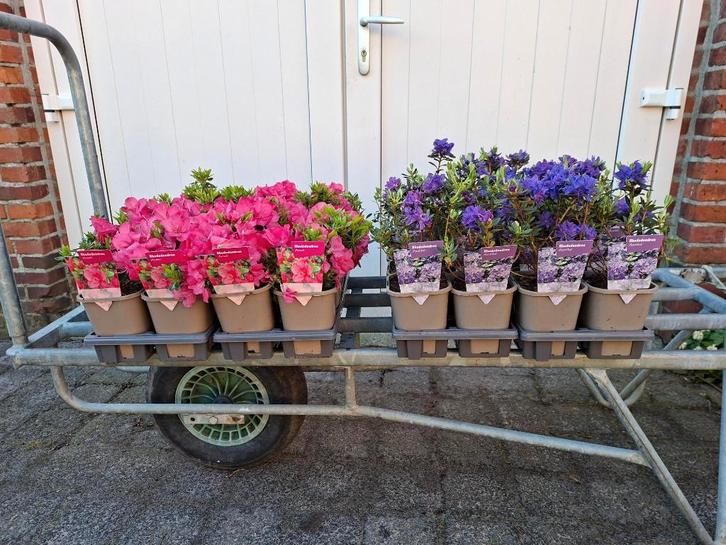 Bloeiende Rhododendrons (Dwergrhododendron) in pot!, Tuin en Terras, Planten | Tuinplanten, Overige soorten, Volle zon, Ophalen