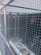 1-1 KASTANJERUGLIJSTER, Meerdere dieren, Tropenvogel, Geringd