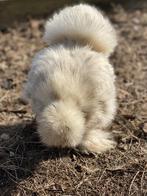 Raszuivere USA Zijdehoender broedeieren, Dieren en Toebehoren, Geslacht onbekend, Kip