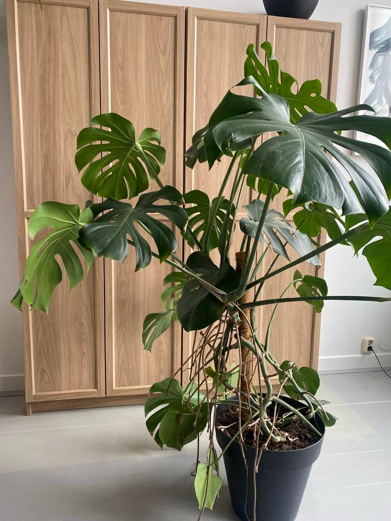 Monstera Gatenplant met mospaal, ca. 1,60 meter hoog, Ophalen, Overige soorten, Halfschaduw, In pot