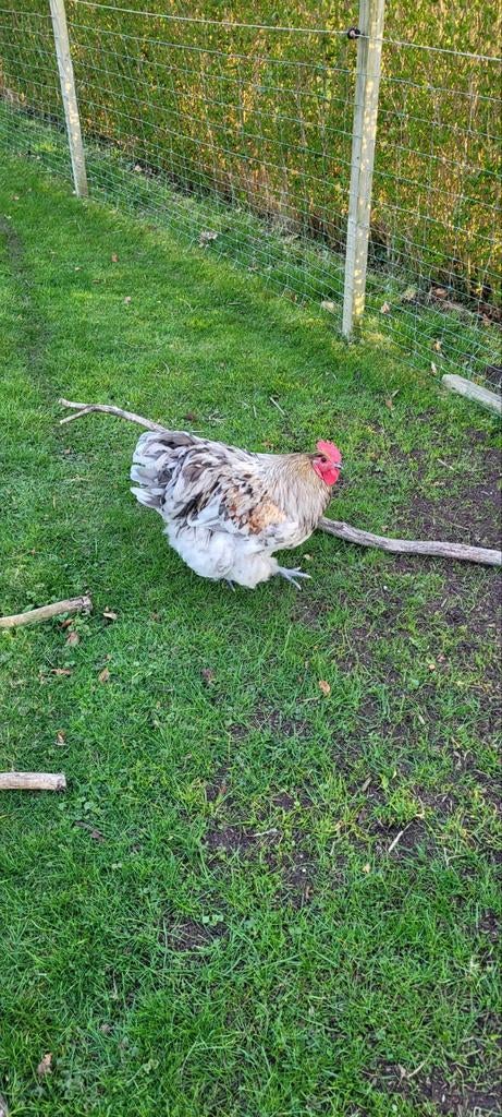 Jonge Orpington haan, Dieren en Toebehoren, Pluimvee, Mannelijk, Kip