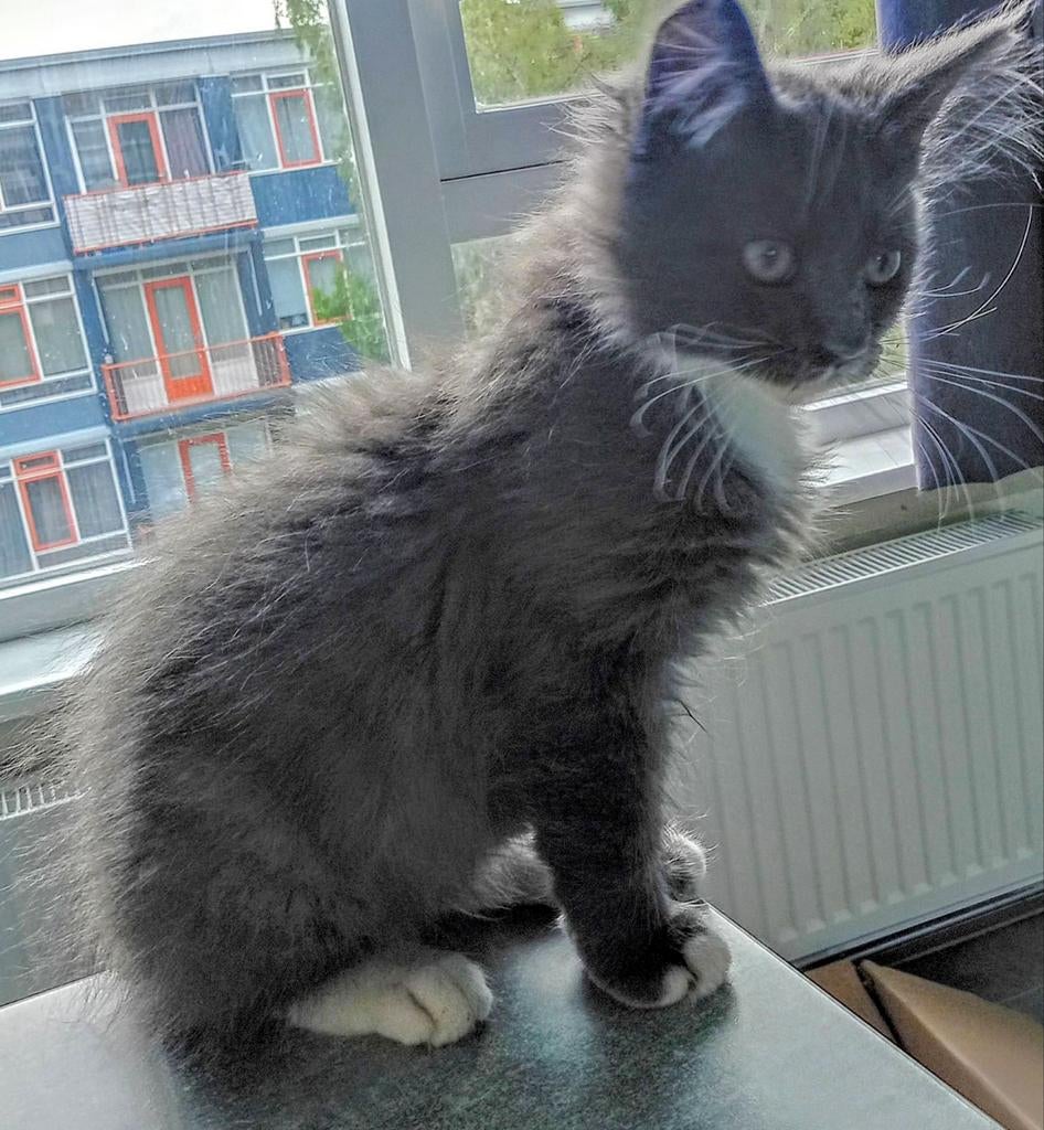Laatse Main Coon kitten Polydactyl te koop, Dieren en Toebehoren, Kater, Ingeënt