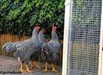 Grote Hanen.................., Dieren en Toebehoren, Mannelijk, Kip
