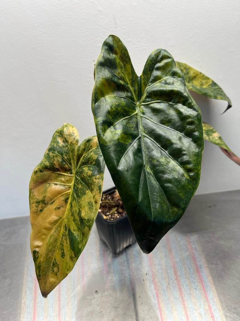 Grote Alocasia Wentii Aurea Variegata, Huis en Inrichting, Kamerplanten, Overige soorten, In pot, Minder dan 100 cm, Groene kamerplant