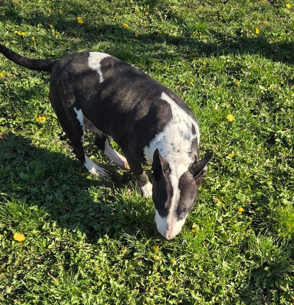 Te koop mooie forse zeer lieve Bull Terriër teef, Dieren en Toebehoren, Honden | Jack Russells en Terriërs, Nederland, Teef, Eén hond